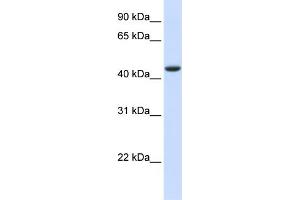 WB Suggested Anti-TRDMT1 Antibody Titration:  0. (Dnmt2 Antikörper  (N-Term))
