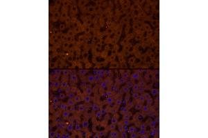 Immunofluorescence analysis of rat liver cells using GCGR Rabbit pAb (ABIN7267394) at dilution of 1:50 (40x lens). (Glucagon Receptor Antikörper  (AA 1-140))