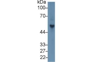Western blot analysis of Rat Spleen lysate, using Rat FGb Antibody (1 µg/ml) and HRP-conjugated Goat Anti-Rabbit antibody ( (Fibrinogen beta Chain Antikörper  (AA 33-479))