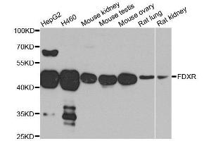 Western blot analysis of extracts of various cell lines, using FDXR antibody. (Ferredoxin Reductase Antikörper  (AA 252-491))