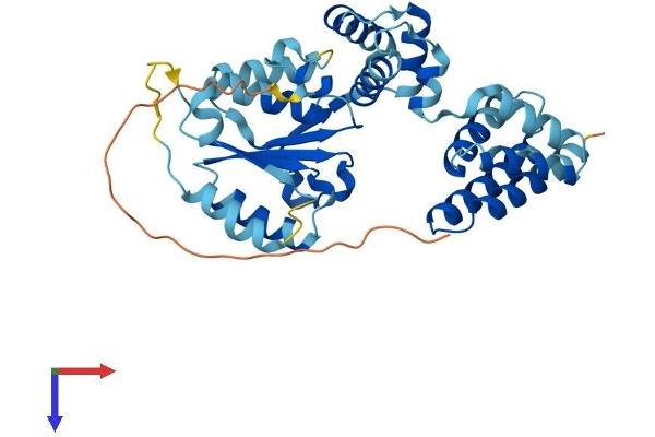 RFC4 Protein (AA 1-364) (His tag)