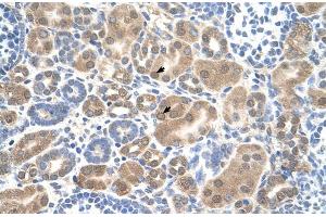 Human kidney (SLC38A1 Antikörper  (Middle Region))