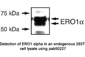 Image no. 1 for anti-Endoplasmic Oxidoreductin-1 (ERO1) (N-Term) antibody (ABIN363536) (ERO1 Antikörper  (N-Term))