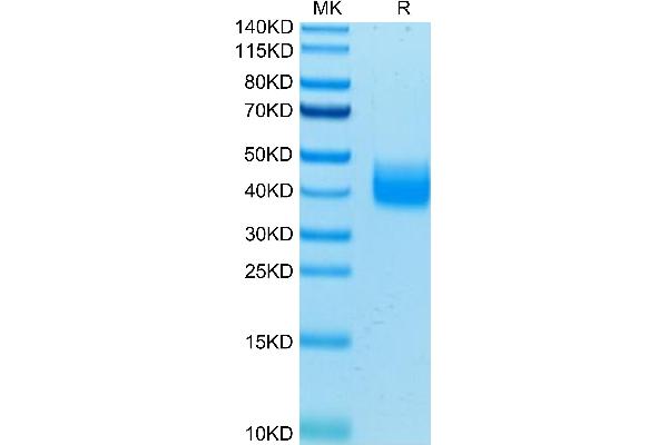 LILRA5 Protein (AA 42-268) (His-Avi Tag)