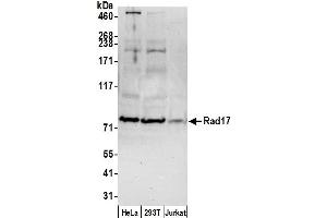 Western Blotting (WB) image for anti-RAD17 (RAD17) (AA 564-614) antibody (ABIN7452689)