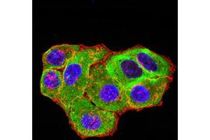 Immunofluorescence analysis of Hela cells using HTR3A mouse mAb (green). (Serotonin Receptor 3A Antikörper  (AA 24-157))