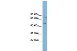 Image no. 1 for anti-Block of Proliferation 1 (BOP1) (AA 35-84) antibody (ABIN6742024) (BOP1 Antikörper  (AA 35-84))