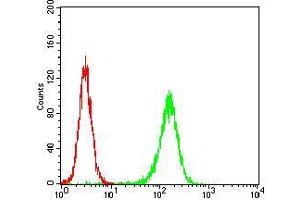 Flow cytometric analysis of Hela cells using MuRF1 mouse mAb (green) and negative control (red).