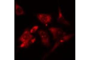 ABIN6276573 staining RAW264. (PYCARD Antikörper  (N-Term))
