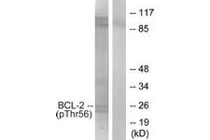 Western blot analysis of extracts from K562 cells treated with H2O2 100uM 30', using BCL-2 (Phospho-Thr56) Antibody. (Bcl-2 Antikörper  (pThr56))