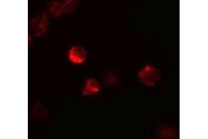Immunofluorescence (IF) image for anti-Leukemia Inhibitory Factor (LIF) (Middle Region) antibody (ABIN1030986) (LIF Antikörper  (Middle Region))