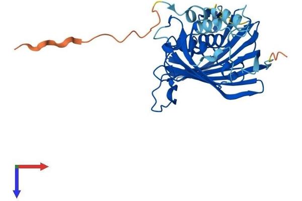 ACOT8 Protein (AA 1-319) (His tag)