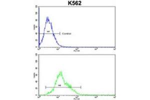 AMPD2 Antibody (Center) flow cytometric analysis of k562 cells (bottom histogram) compared to a negative control cell (top histogram).