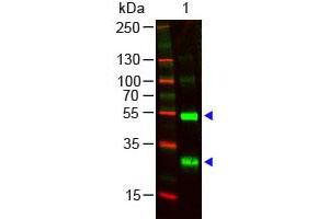 Image no. 1 for Goat anti-Human Ig (Chain lambda), (Light Chain) antibody (ABIN294047) (Ziege anti-Human Ig (Chain lambda), (Light Chain) Antikörper)