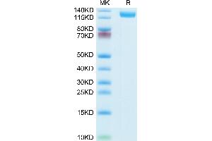 Mouse CD13/ANPEP on Tris-Bis PAGE under reduced condition. (CD13 Protein (AA 69-966) (His tag))