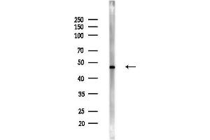Western blot analysis of lysates from LoVo cells(heat-shock,45 min treatment), using Cleaved-Caspase 8 (Asp384) Antibody at 1/1000 dilution.
