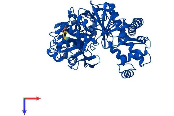 FGGY Protein (AA 1-551) (His tag)