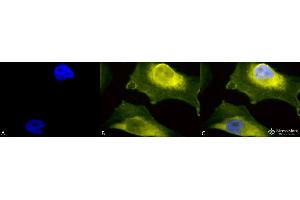 Immunocytochemistry/Immunofluorescence analysis using Rabbit Anti-SOD1 (UBB) Polyclonal Antibody . (SOD1 Antikörper  (N-Term) (Atto 390))