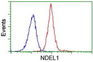 Image no. 1 for anti-NudE Nuclear Distribution E Homolog (A. Nidulans)-Like 1 (NDEL1) antibody (ABIN1499854) (NDEL1 Antikörper)