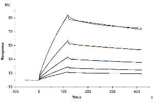 Surface Plasmon Resonance (SPR) image for Leukocyte Immunoglobulin-Like Receptor, Subfamily B (With TM and ITIM Domains), Member 2 (LILRB2) (AA 24-457) protein (Fc Tag) (ABIN7275162)