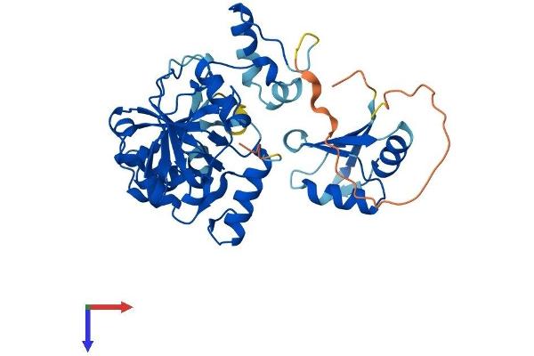 MTHFSD Protein (AA 1-372) (His tag)