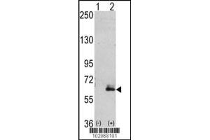 Western blot analysis of hMAP2-Q425 using rabbit polyclonal hMAP2-Q425 Antibody using 293 cell lysates (2 ug/lane) either nontransfected (Lane 1) or transiently transfected with the hMAP2-Q425 gene (Lane 2). (MAP2 Antikörper  (C-Term))
