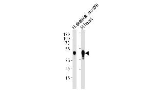 Western blot analysis of lysates from human skeletal muscle and heart tissue lysates (from left to right), using CKMT2 Antibody  (ABIN391094 and ABIN2841233). (CKMT2 Antikörper  (C-Term))