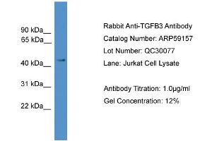 WB Suggested Anti-TGFB3  Antibody Titration: 0. (TGFB3 Antikörper  (Middle Region))