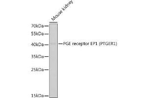 Western blot analysis of extracts of mouse kidney, using PGE receptor EP1 (PGE receptor EP1 (PTGER1)) antibody (ABIN6134824, ABIN6146400, ABIN6146402 and ABIN6219909) at 1:400 dilution. (PTGER1 Antikörper)