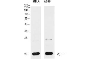 Western blot analysis of Hela (1), A549 (2), diluted at 1:1000. (Cytochrome C Antikörper  (AA 1268-1341))