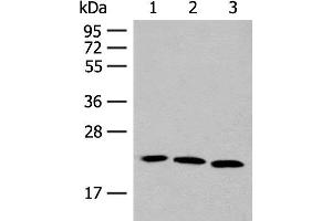 Western blot analysis of A549 HUVEC and 231 cell lysates using FGF10 Polyclonal Antibody at dilution of 1:200 (FGF10 Antikörper)
