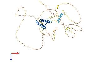 EVX1 Protein (EVX1) (AA 1-407) (His tag)