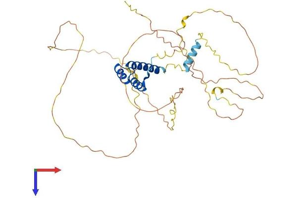 EVX1 Protein (EVX1) (AA 1-407) (His tag)