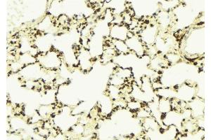 ABIN6276331 at 1/100 staining Mouse lung tissue by IHC-P. (NAMPT Antikörper  (C-Term))