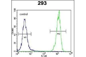 OR10H1 Antibody (C-term) (ABIN654815 and ABIN2844488) flow cytometric analysis of 293 cells (right histogram) compared to a negative control cell (left histogram).