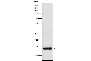 Western blot analysis of PROK1 expression in Raw264.