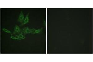 Immunofluorescence analysis of HepG2 cells, using BCL-2 (Ab-69) Antibody. (Bcl-2 Antikörper  (AA 46-95))