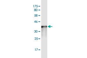 Western Blot detection against Immunogen (36. (MAPKAP Kinase 5 Antikörper  (AA 371-471))