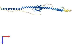 BRMS1L Protein (AA 1-323) (His tag)