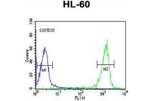 Flow cytometric analysis of HL-60 cells using PATL1 Antibody (C-term) Cat. (PATL1 Antikörper  (C-Term))