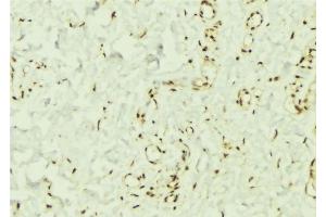 ABIN6269332 at 1/100 staining Mouse muscle tissue by IHC-P. (PTPN11 Antikörper  (C-Term))