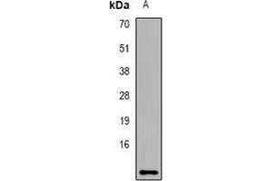 Western blot analysis of Dermcidin expression in mouse skin (A) whole cell lysates.