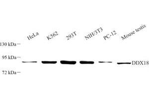 Western blot analysis of DDX18 (ABIN7073695) at dilution of 1: 500 (DDX18 Antikörper)