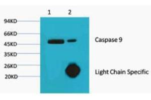 Immunoprecipitation (IP) analysis: 1) Input: Hela Cell Lysate 2) IP product: IP dilute 1:200 (Caspase 9 Antikörper)