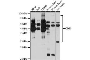 Western blot analysis of extracts of various cell lines, using CD83 Rabbit mAb (ABIN7266223) at 1:1000 dilution. (CD83 Antikörper)
