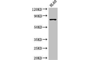 Western Blot Positive WB detected in: HL60 whole cell lysate All lanes: RARS antibody at 3. (RARS Antikörper  (AA 201-500))