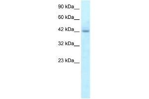 RGS20 antibody used at 5 ug/ml to detect target protein. (RGS20 Antikörper  (N-Term))