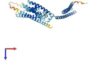 KCNN4 Protein (AA 1-427) (His tag)