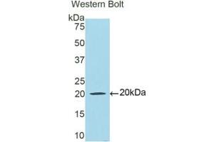 Detection of Recombinant LTF, Human using Polyclonal Antibody to Lactoferrin (LTF) (Lactoferrin Antikörper  (AA 542-685))