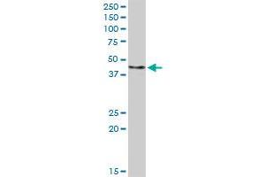 FBXO4 MaxPab rabbit polyclonal antibody. (FBXO4 Antikörper  (AA 1-387))